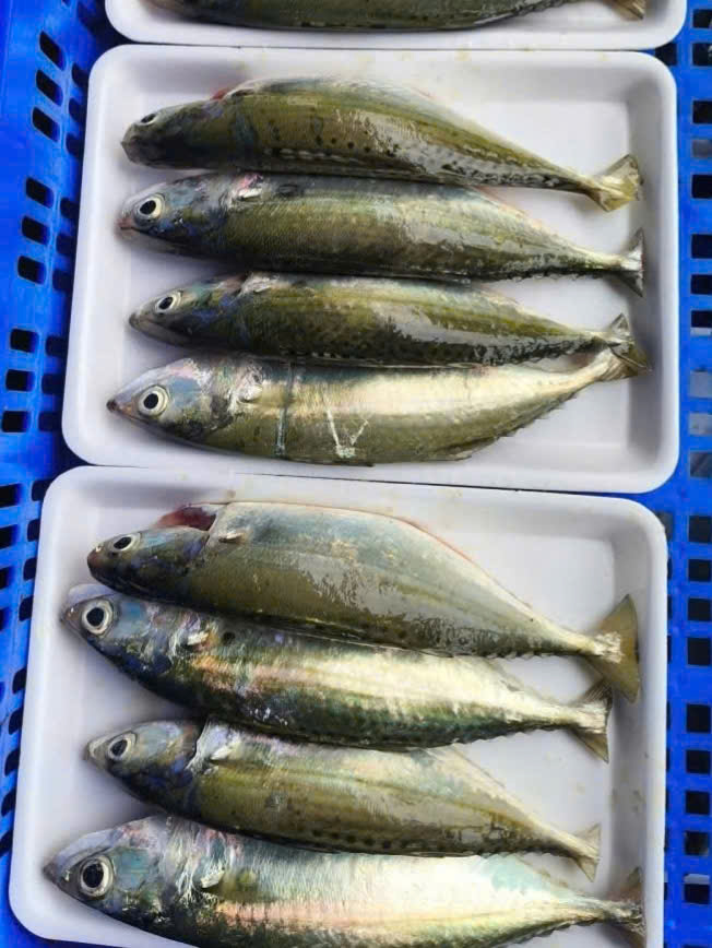 Cá nục tươi size đều