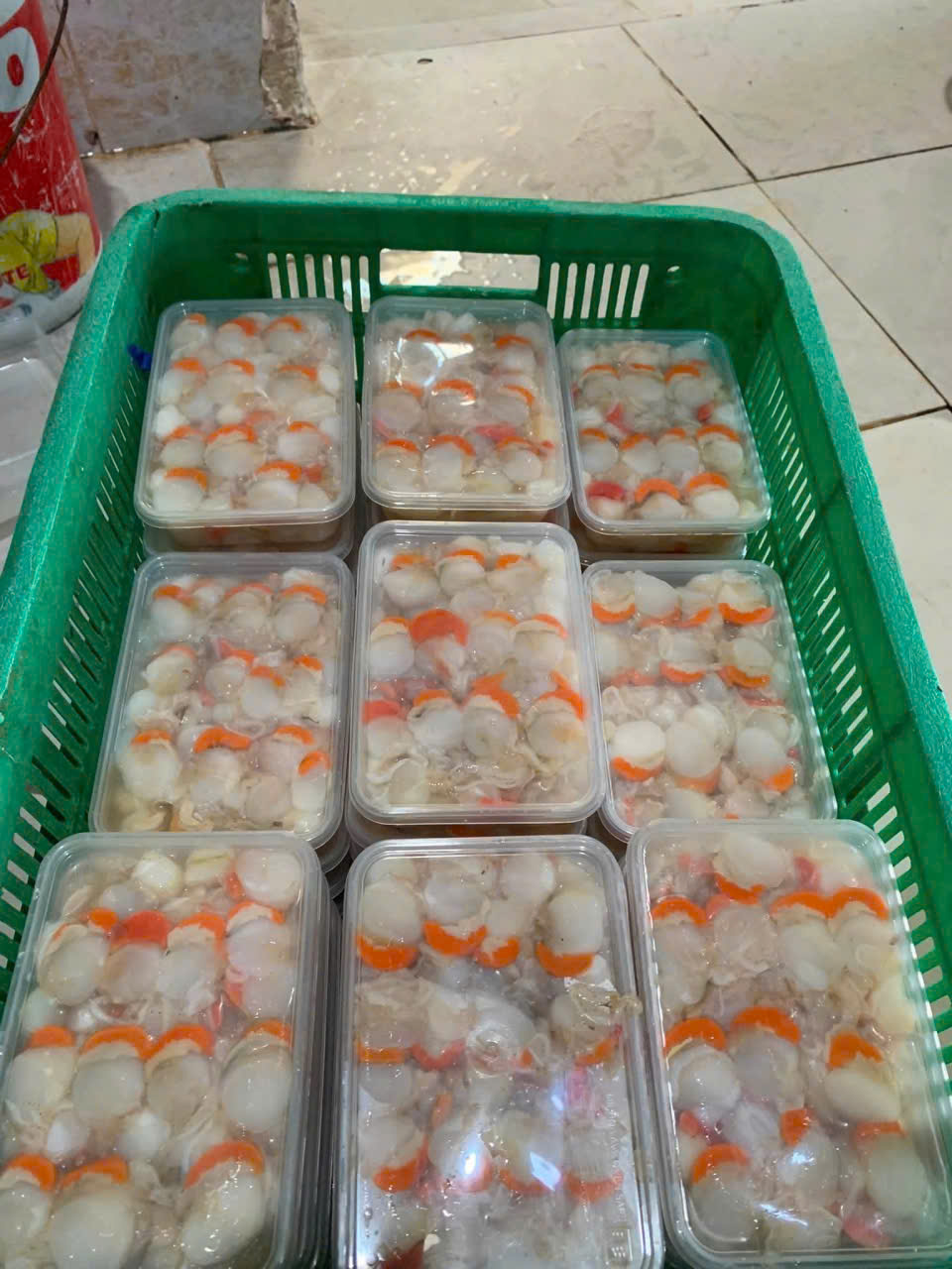 Sò điệp tươi