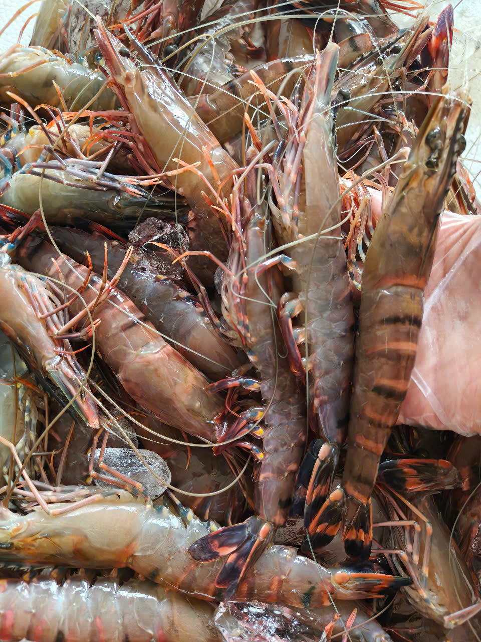Tôm sú tươi